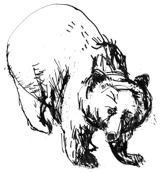 The Bear